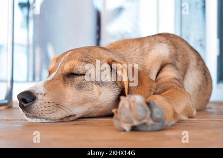 Le chiot est fatigué et s'endormir. Abri pour animaux, nourriture pour chiens. Un doux rêve au stand. Recherche d'un hôte. Vidéos Full HD de haute qualité. Banque D'Images