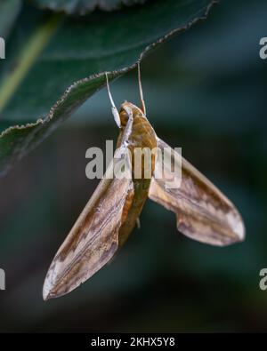 Vue rapprochée de la teigne de thrétra nessus ou de la teigne de l'igname de la famille des sphingidae accrochée sur des feuilles isolées à l'extérieur Banque D'Images