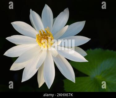 Vue rapprochée de la lumière blanche et jaune nuit floraison eau lys fleur nymphaea isolé sur fond naturel Banque D'Images