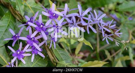 Grappe de fleurs violettes bleues délicates de péstrea volubilis, ou couronne pourpre, couronne de reine ou vigne en papier de verre, une belle escalade tropicale Banque D'Images