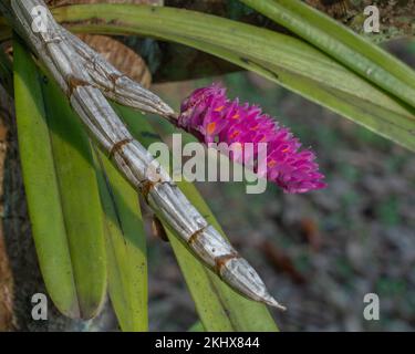 Gros plan sur les fleurs rose vif et orange de l'espèce épiphytique d'orchidées dendrobium secundum aka brosse à dents orchidées qui fleurissent sur fond naturel Banque D'Images