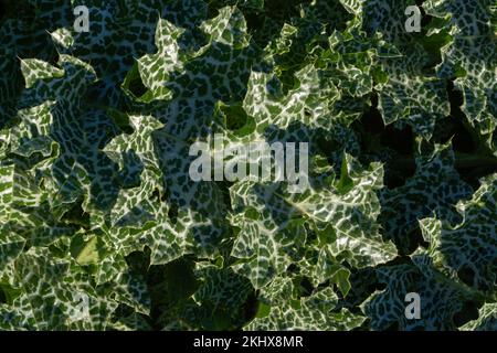 Gros plan de vert clair avec des feuilles de silybum marianum aka chardon à lait, chardon à lait béni ou chardon à la mariale en plein soleil du matin Banque D'Images