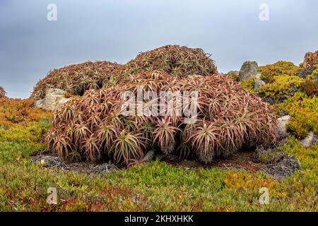 L'Aloe arborescens, arbre-comme multi-feuilles succulent, photo prise sur la côte ouest de la Californie, Etats-Unis Banque D'Images