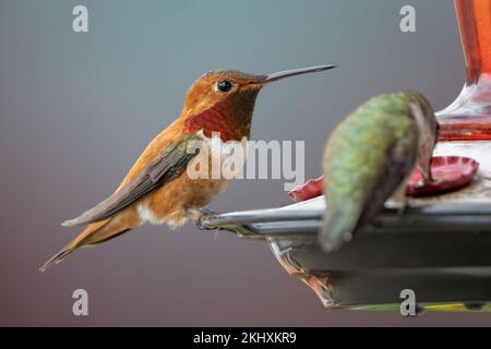 Mâles et femelles de colibris roufous (Trochilidae) sur un mangeoire en Colombie-Britannique, au Canada Banque D'Images