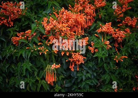 Fleurs orange et feuilles vertes arrière-plan d'été. Fleurs de Flaminevine Banque D'Images