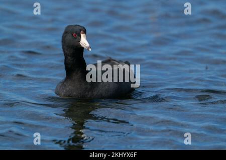 Un coot nageant au lac Apopka. Banque D'Images