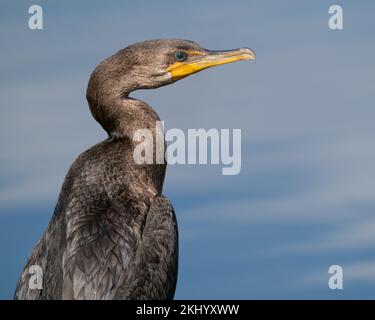 Portrait d'un cormorant croisé Banque D'Images