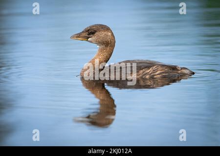 Un grebe nageant à travers l'eau Banque D'Images