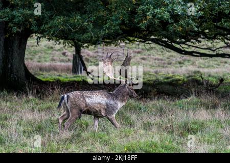 Deer à Petworth Park, West Sussex, Royaume-Uni Banque D'Images