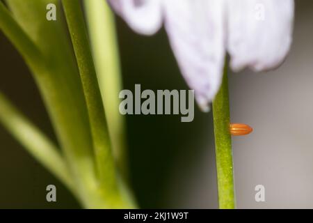 Oeuf de la pointe orange (Anthocharis cardamines) sur la fleur de coucou (Cardamine pratensis). Sussex, Royaume-Uni. Banque D'Images