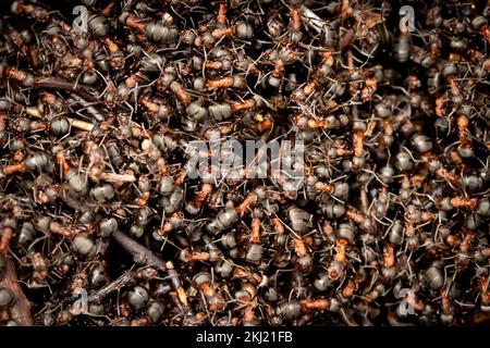 Ants de bois (rufa formique) au nid. Surrey, Royaume-Uni. Banque D'Images