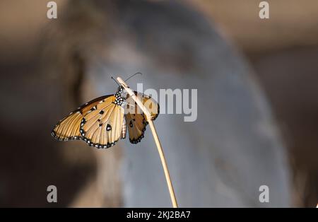 Monarque africain ou tigre de plaine (Danaus chrysippus) Banque D'Images