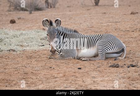 Le zèbre de Grevy (Equus grevyi) se reposant et se digérer après avoir mangé du foin mis en place pendant une sécheresse dans la réserve nationale de Samburu, au Kenya Banque D'Images