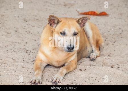 Un chien de rue thaïlandais à la plage Banque D'Images