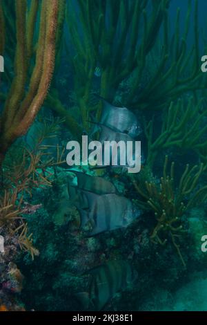 Grand corégone de l'Atlantique, Chaetodipterus faber, dans les Florida Keys Banque D'Images