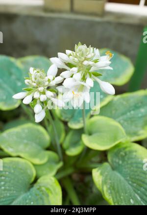 Plantain de lis ou de plantes à feuillage Hosta avec fleurs blanches. HostA, fleur dans le jardin, plante ornementale à fleurs avec de belles feuilles luxuriantes. Photo dans Banque D'Images