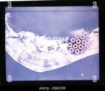 Projet 21 - activités d'essai de l'opération Ivy (Enewetak/bikini). Mike Crater taille en royalite au Pentagone. Photographies d'essais nucléaires atmosphériques sur les sites d'essais de l'île du Pacifique et du Nevada. Banque D'Images