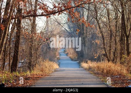 Une route à travers une forêt d'automne Banque D'Images