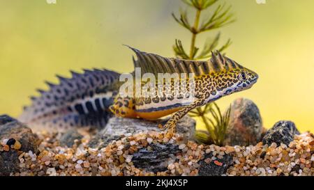 Le nouveau-Té à bandes méridionales (Ommatotriton vittatus), amphibie aquatique mâle, nage dans l'habitat d'eau douce de l'étang. Scène sous-marine de la faune de l'animal dans la nat Banque D'Images