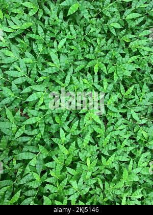 Image complète de fond d'herbe verte, vue du dessus. Banque D'Images