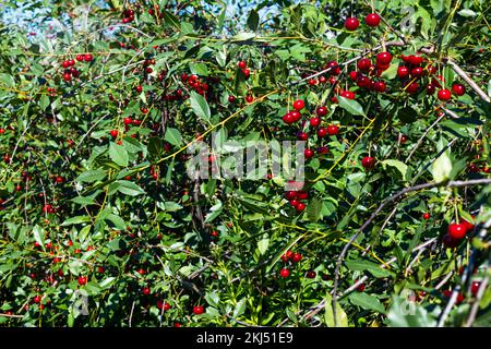 cerises mûres de couleur rouge foncé accrochées à une branche d'un cerisier avec un arrière-plan flou Banque D'Images