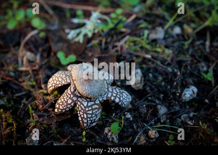 Astraeus hygrometricus, type de champignon sur le sol d'une forêt de pins. Banque D'Images