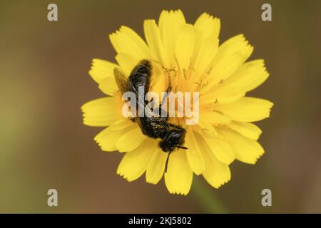 Gros plan naturel sur une petite abeille solitaire sombre, Panurgus banksianus , assise sur une fleur jaune Banque D'Images