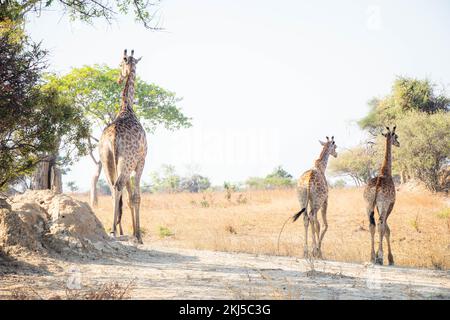 Girafe et faune sauvage de Zambie Afrique dans le parc national de Chaminuka Banque D'Images