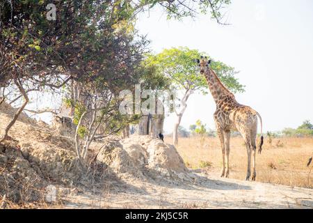 Girafe et faune sauvage de Zambie Afrique dans le parc national de Chaminuka Banque D'Images