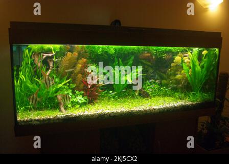 Aquarium tropical d'eau douce planté Banque D'Images