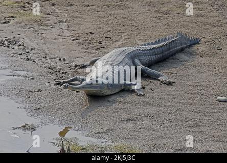 Gharial (Gavialis gangeticus) adulte reposant sur le banc de sable Chitwan NP, Népal Janvier Banque D'Images