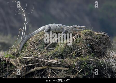 Crocodile de mugger (Crocodylus palustris) adulte reposant avec la bouche ouverte sur le dessus de la pile de la végétation Chitwan NP, Népal Janvier Banque D'Images