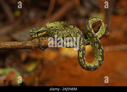 Vert sri lankais Pit Viper (Trimeresurus trigonocephalus) adulte sur branche basse (endémique au Sri Lanka) forêt de Sinharaja, Sri Lanka Décembre Banque D'Images