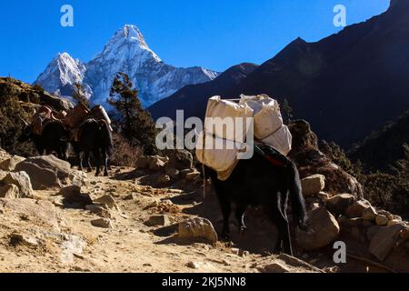 Vache de l'Himalaya Yak transportant des marchandises essentielles dans le camp de base de l'Everest avec le dengboche de montagne d'Ama Dablam en arrière-plan. Banque D'Images