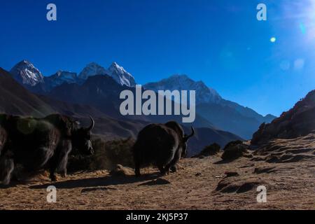 Vache de l'Himalaya Yak transportant des marchandises essentielles dans le camp de base de l'Everest avec le dengboche de montagne d'Ama Dablam en arrière-plan. Banque D'Images