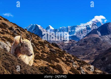 Vache de l'Himalaya Yak transportant des marchandises essentielles dans le camp de base de l'Everest avec le dengboche de montagne d'Ama Dablam en arrière-plan. Banque D'Images