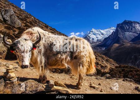 Vache de l'Himalaya Yak transportant des marchandises essentielles dans le camp de base de l'Everest avec le dengboche de montagne d'Ama Dablam en arrière-plan. Banque D'Images