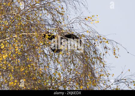 Cormorant Phalacrocorax Carbo oiseau assis dans un arbre haut sécher ses ailes au soleil Banque D'Images