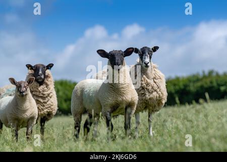 Au nord de l'Angleterre, Mule Ewes, avec des agneaux sirés au Suffolk à pied, Somerset, Royaume-Uni Banque D'Images