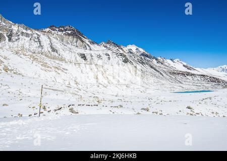 Des ânes transportant des fournitures essentielles dans les montagnes enneigées du col Larke de Manaslu circuit Trek dans l'Himalaya, au Népal Banque D'Images