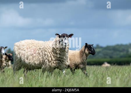 Au nord de l'Angleterre, Mule Ewes, avec des agneaux sirés au Suffolk à pied, Somerset, Royaume-Uni Banque D'Images