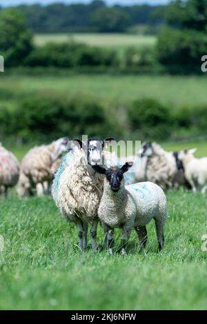 Au nord de l'Angleterre, Mule Ewes, avec des agneaux sirés au Suffolk à pied, Somerset, Royaume-Uni Banque D'Images