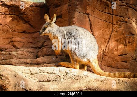 Kangourou australien au zoo animalier de Sydney Banque D'Images