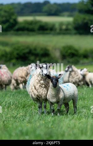 Au nord de l'Angleterre, Mule Ewes, avec des agneaux sirés au Suffolk à pied, Somerset, Royaume-Uni Banque D'Images