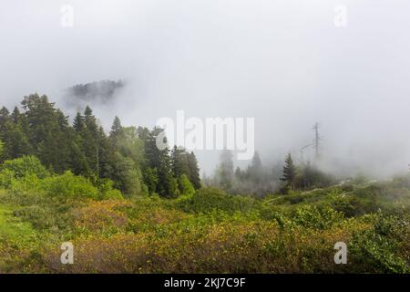 Forêt et prairie de conifères et de feuillus de la chaîne de montagnes Khvamli, dans la région de Racha, en Géorgie, avec épinettes, pins et noisettes. Banque D'Images