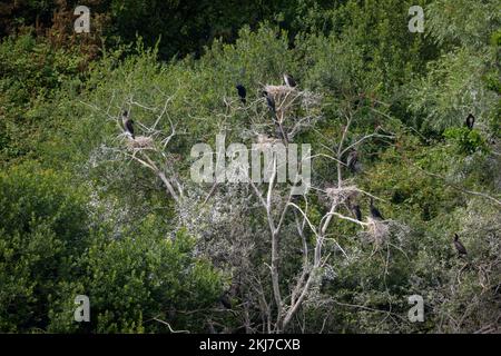 Un groupe de Grands Cormorans assis dans leurs nids sur un arbre, jour ensoleillé en été dans le nord de la France Banque D'Images