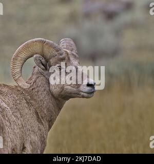 Le mouflon de Bighorn tourne avec élégance dans un portrait de gros plan pris à Gardiner, Montana, le long de l'Old Yellowstone Trail Banque D'Images