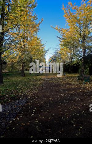 Des hommes au travail mettent des lumières de fées sur une avenue des arbres de Gingko Biloba, Bute Park, Cardiff. Pris en novembre 2022. Hiver / automne. Banque D'Images