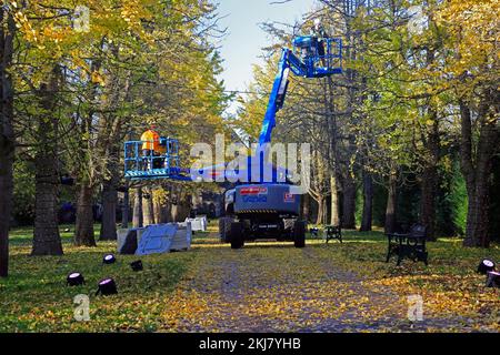 Des hommes au travail mettent des lumières de fées sur une avenue des arbres de Gingko Biloba, Bute Park, Cardiff. Pris en novembre 2022. Hiver / automne. Banque D'Images