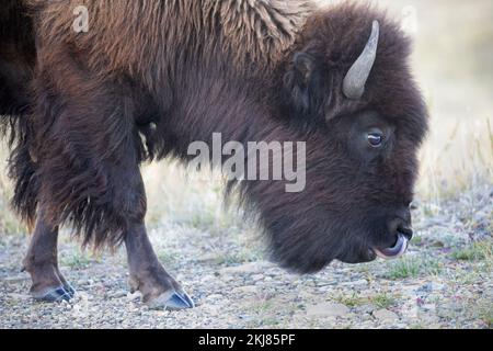 Bison des plaines femelle léchant son nez avec sa langue dans le parc national des Lacs-Waterton, Canada (Bison bison) Banque D'Images